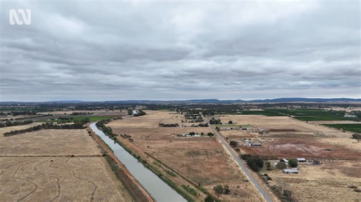 Workers leaving the Pacific Australia Labour Mobility scheme are seeking refuge in the nation’s fruit picking hubs. However, experts warn they remain "extremely vulnerable". An estimated 7,200 PALM workers who have left their employers on the scheme, a decision putting the labourers in breach of their visa conditions. Many travelled to Australia's regions including Leeton, a town 500 kilometres west of Sydney. Attracted by abundant work and a welcoming community, local leaders say the workers ar