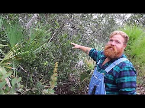 Florida Native: Wax Myrtle aka Southern Bayberry. Edible, beneficial and
