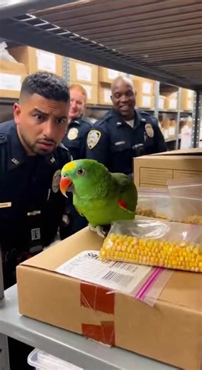Parrot vs Cop 😁😁😁 #funny #funnyparrot #parrot | Julianna Desk