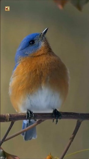 Eastern Bluebird sounds 🧡