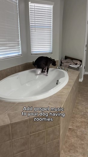 🤣🌪️ #zoomies #pitbull #funny #dogs #fyp | dogs