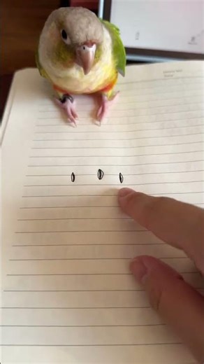 Rosy-faced lovebird confused by drawn sunflower seeds in Shanghai, China