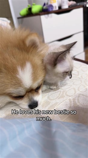 Corgi the friendly doggo #pomeranian #dogsofttiktok #pom #cutedog