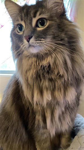 Calming Cat Diffuser Kit for Stress-Free Homes