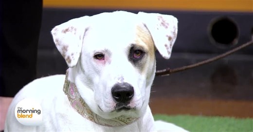 Dog Body Language 101