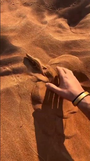 Sand Fish – The Desert Lizard That Swims in Sand