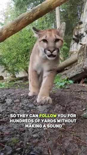 Mountain Lion: This Is North America’s Ghost Cat 🐈