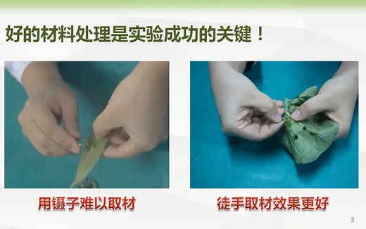 实验创新《观察保卫细胞和气孔的改进》