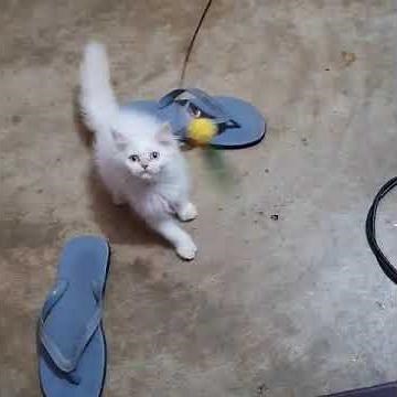 Billi palne ke bahut sare faida 😺😺#cutekitten #kitty #shortsvideo #cutevideo