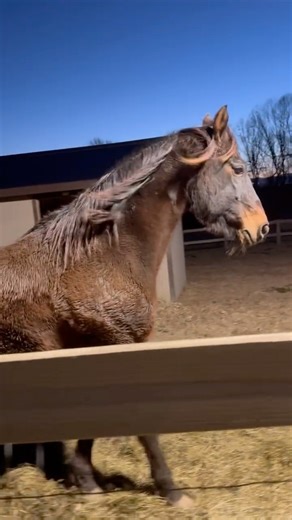 #beautiful #majestic #saddlebred #horse #Storm #retired #amish #buggy #horse