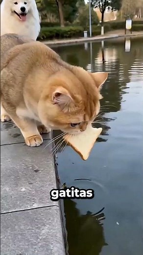 El Perro Espantó A Las Hermosas Gatitas 😂❤️
