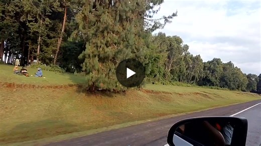 #sustainability #eudr #forests #coffee #kenya #traceability | Emily Gitonga