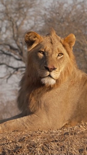 318K views · 16K reactions | Low angle lions! Ever wondered what it’s like to be below lions as they sit above you on the dam wall? It made us feel very small, just as we should, but luckily we were filming them. | Too Wild | Facebook