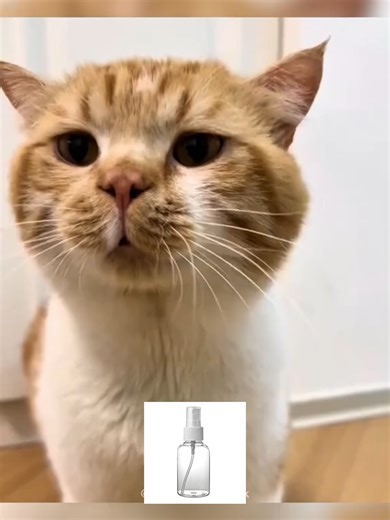 Funny Cat Sounds That Will Make You Laugh