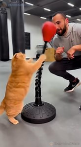 The Cat Starts Throwing Lightning-Fast Punches🥊🐱#cat #funnyshorts #training #pets #AI | Chunky Cat and Friends