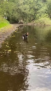 Der Deutsch Drahthaar! 😂 #drahtbürste #drahthaar #deutschdrahthaar #deutschdrahthaarofinstagram #deutschdrahthaarliebe #hund #dog #gwp #germanwiredhairpointer #gebrauchshund | Deutsch Drahthaar Lovers