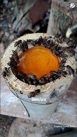 Stingless Bees Honey | The Healthiest Honey Worth $8,000 Per Liter 🍯