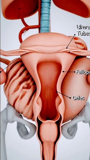 Female Reproductive System Explained | Uterus, Ovaries & Fallopian Tubes (3D Medical Animation)