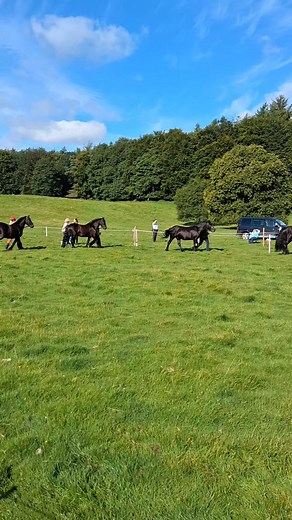 The Fell Pony team members decided to have a go at in-hand showing today at the The Fell Pony Society breed show today at Dalemain Mansion , and didn't they look splendid 🥰🥰🥰🥰 #equestrianlife #fellponyteam #horsetrainerlife #carriagedriving #carriagehorse #equestrian #fellpony Mollie Harvey Tina Harvey Shannah Armstrong | Gary Pigney