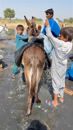 معاناةُ الأطفالِ في الصحراءِ | جمعُ الماء من البرك الملوّثة تحت الشمس الحارقة