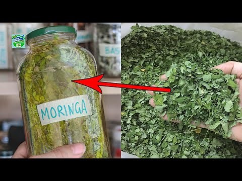 How To Make Moringa Oil , The Miracle Oil At Home