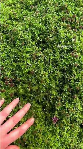 Red Creeping Thyme | Thymus praecox 'Coccineus' #gardening