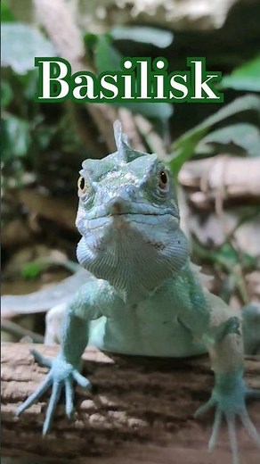 Jesus Christ Lizard Plumed Basilisk Basiliscus plumifrons Reptilien Zoo Burg Forchtenstein Terrarium