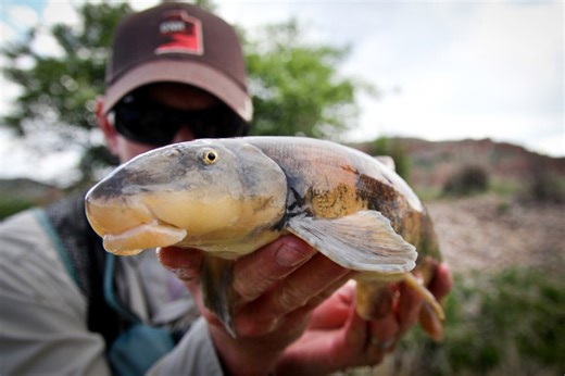 DWR begins stocking fish for anglers ahead of near-record high temperatures