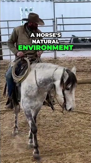 Tough Hooves: Mimic Nature for Healthy Horse Hooves #shorts