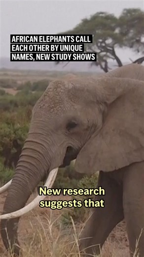 71K views · 2.1K reactions | African elephants call each other and respond to individual names — something that few wild animals do, according to new research. The names are one part of elephants’ low rumbles that they can hear over long distances across the savanna. | AP | Facebook
