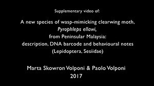 Rare footage of a new clearwing moth species from Malaysia reveals its behavior