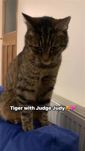 Funny tiger 😹😻 | Joy Animallovers