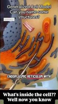 Human Cell Explained #biology #anatomy #study