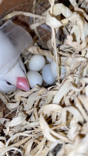 White Java finches egg incubating