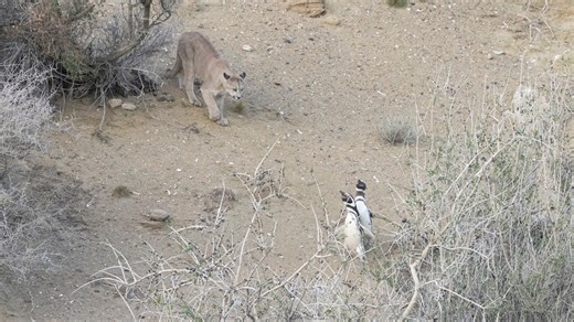 Puma populations are on the rise in Patagonia, now targeting penguins as prey