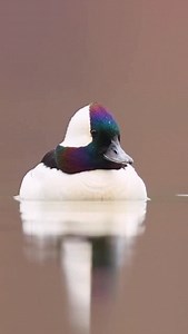 Male bufflehead showing off his moves! 🎥: @s_aziz110 #ducksunlimited #waterfowl #conservation #outdoors #ducks du | Ducks Unlimited