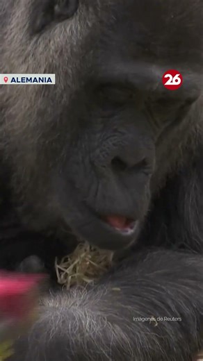 🐒 FATOU, the world's oldest female gorilla, turned 69.
