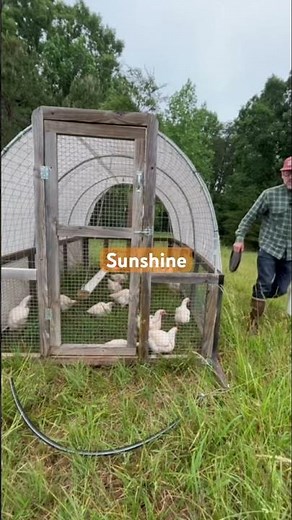 How to Raise a Healthy Cornish Cross Meat Chicken Broiler