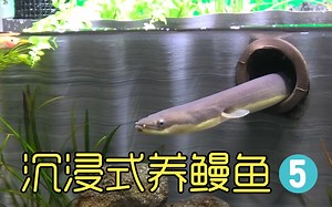 养一只真正的man鱼，那真是泰裤啦，它会对鸡感兴趣吗？