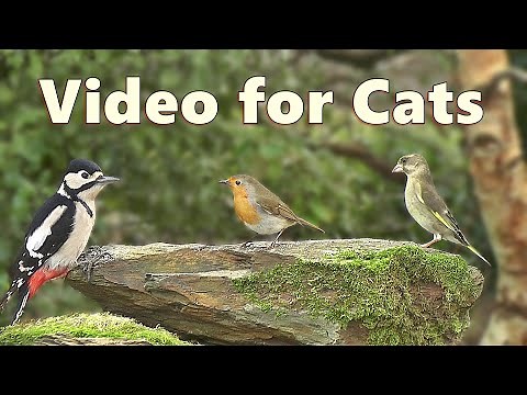 Birds for Cats to Watch ~ Bird Sounds Delight