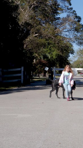 A 125-Lb Cane Corso Listens to a 4 Year Old #dog #dogs #canecorso #canecorsoitaliano #puppy #doglover #dogmom #canecorsopuppy #fyp | American Standard Dog Training