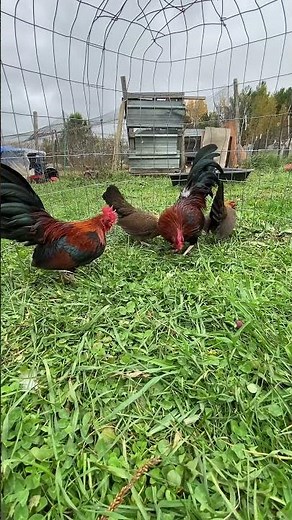 Red Old English Game bantams 2025 spring hatch