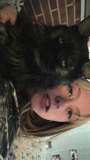 Understanding Maine Coons: The Gentle Giants of Cats