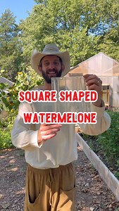 Let’s grow a square watermelon and also check up on our heart shaped watermelon! ❤️🍉 #watermelon #fruit #square #heart #theshilohfarm | The Shiloh Farm