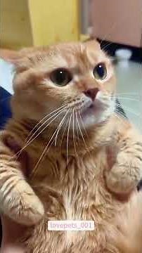 Angry Cats 😾 | Tiny Furrballs with Big Attitudes!