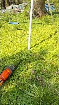 Precision Felling 50 Foot Sassafras Leaning Over House and Fence #tree #arborist #chainsaw
