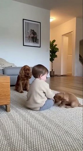 Don’t Touch My Baby! Mom Dog Strikes 🐾🔥 #baby #puppy #MomDogProtects #ProtectiveDogMode