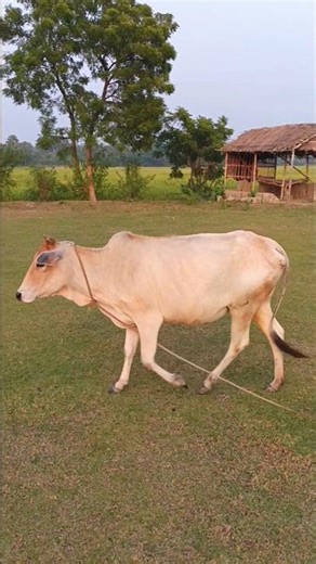 Village Life in India | Green Field & Desi Cow Scene #shortsvideo #villagerlifestyle #nature