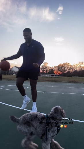 Meet Milo: The Basketball Loving Mini Poodle