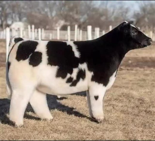INHWOI on Instagram: "cows shampooed, conditioned and blow-dried #reels #satisfyingreels #animalcontent #farmlife #feelgood"